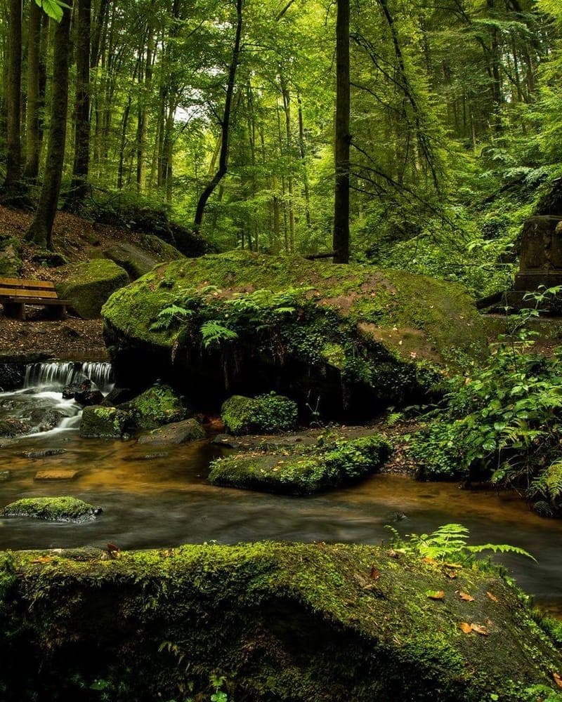 Clear jungle stream winding through the rainforest