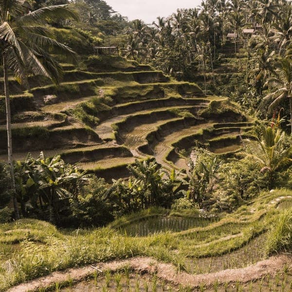 Rice terrace landscape near Ubud, Bali