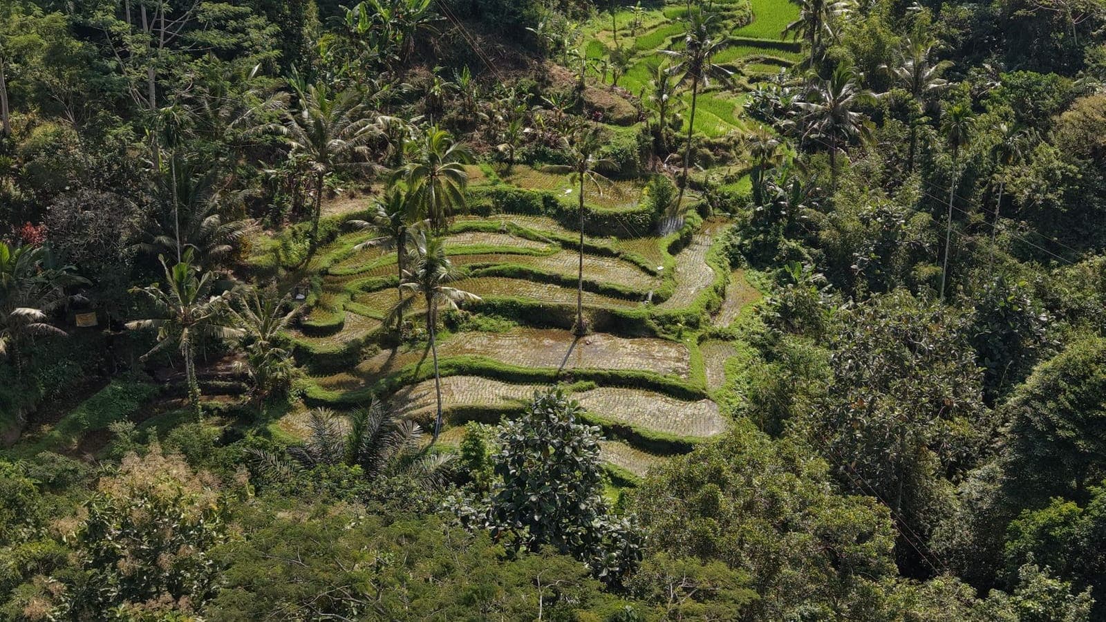 Aerial view of the Ayung river gorge through Bali's jungle near Ubud